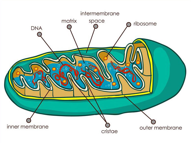 mitochondrion
